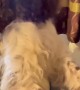 Springer Spaniel Plays Piano Solo