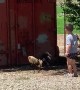 Rooster Gets Revenge On Kicking Boy