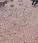 Small Dog Gets Yeeted By Zoomies