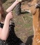 Deer Spits in Woman's Face