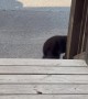 Bear Cubs Come To Visit Cabin Door