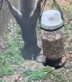 Squirrel Hangs Upside Down To Steal Bird Food
