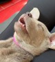 Puppy Yoga in Ottawa