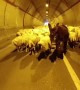 Sheep Herd Blocks Tunnel Traffic