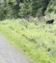 Runner Encounters Bear on Trail