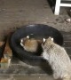 Baby Raccoons Play in Water Trough
