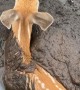 Man in Canoe Rescues Fawn Stuck in Mud