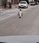 Penguin Approaches Vehicle