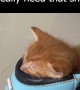 Kitten Sleeps In Needed Shoe