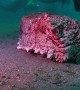 Massive Sea Cucumber Moves Toward Camera