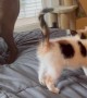 Kitten Makes Biscuits on Patient Labrador
