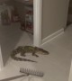Alligator Uses Doggy Door to Enter Home