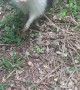 Augusta the Albino Raccoon