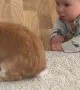Baby Cries When Bunny Friend Turns Away