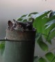 Lesser Bushbabies Emerge From Nest