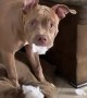 Pitbull Yelled At For Destroying Pillow