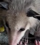 Opossum Babies Have an Egg-Cellent Dinner