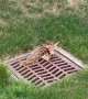 Fawn Freed From Sewer Grate