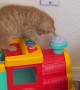 Kitten Plays With Toy Train