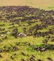 Wonderful Wildlife Migration In Kenya