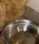 Dog Falls Asleep on Water Bowl