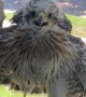 Standoff With A Young Cooper's Hawk