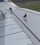 Birds Try to Perch on Airplane Wing