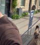 Camel and Donkey Go For a Walk in Copenhagen