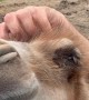 Baby Camel Enjoys a Head Scratch
