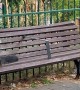 Each cat has their own bench