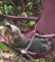 A Raccoon Stole My Chair