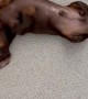 Silly Sausage Dog Has the Wiggles