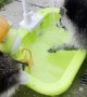 Raccoon Kits Have Splash Time