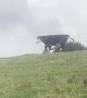 When Cows Go Cow Tipping
