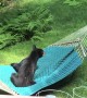 Bear Falls Out of Hammock