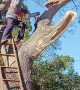 Pruned Tree Branch Makes Trimmer Fall Too