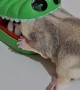Sugar Glider Get's His Head Stuck in a Crocodile Toy