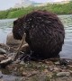 Beaver Sits Up to Groom