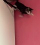 Cat Fails to Land Jump