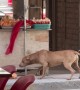 Stray Dog Steals From Street Vendor