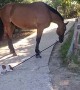 Dog Plays Tug-of-War With Horse