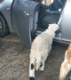 Farm Animals Invade Visitor's Car