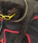 Cats Wear Sunglasses And Gold Chains At Market