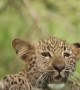 Curious Leopard Cub Clambering Up Fallen Tree Branch