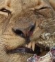 Lion Feasts on Carcass