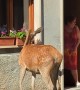 Rude Deer Eats Woman's Flowers