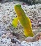 Yellow Prawn-Goby Lives in Symbiosis With Shrimp