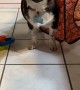 Silly Dog Gets  Stuck in Pop-Up Tent