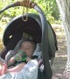 Baby Sleeps Under Garden Tree