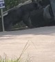 Black Bear Tries to Break Into Garbage